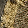 cat, fluffy, carpet, indoor, relaxed, stretched_out, feline, pet, fur, tail, animal, cozy, resting, brown, texture, domestic, whiskers, cute, sleepy, paws