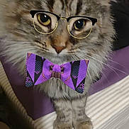 Princess joined the competition — help win amazing prizes! cat, tabby_cat, glasses, bow_tie, pet, indoor, bed, blanket, furniture, curious, fluffy, cute, animal, mammal, whiskers, ears, eyes, paws, domestic_cat, portrait