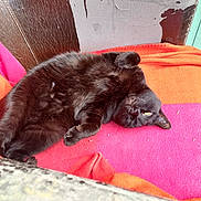 Minette a rejoint le concours — aidez-le/la à gagner de superbes lots ! black_cat, cat, pet, feline, animal, relaxing, resting, blanket, pink_blanket, orange_blanket, chair, worn_leather, cracked_surface, indoor, cozy, fur, paw, face, eyes, lounging