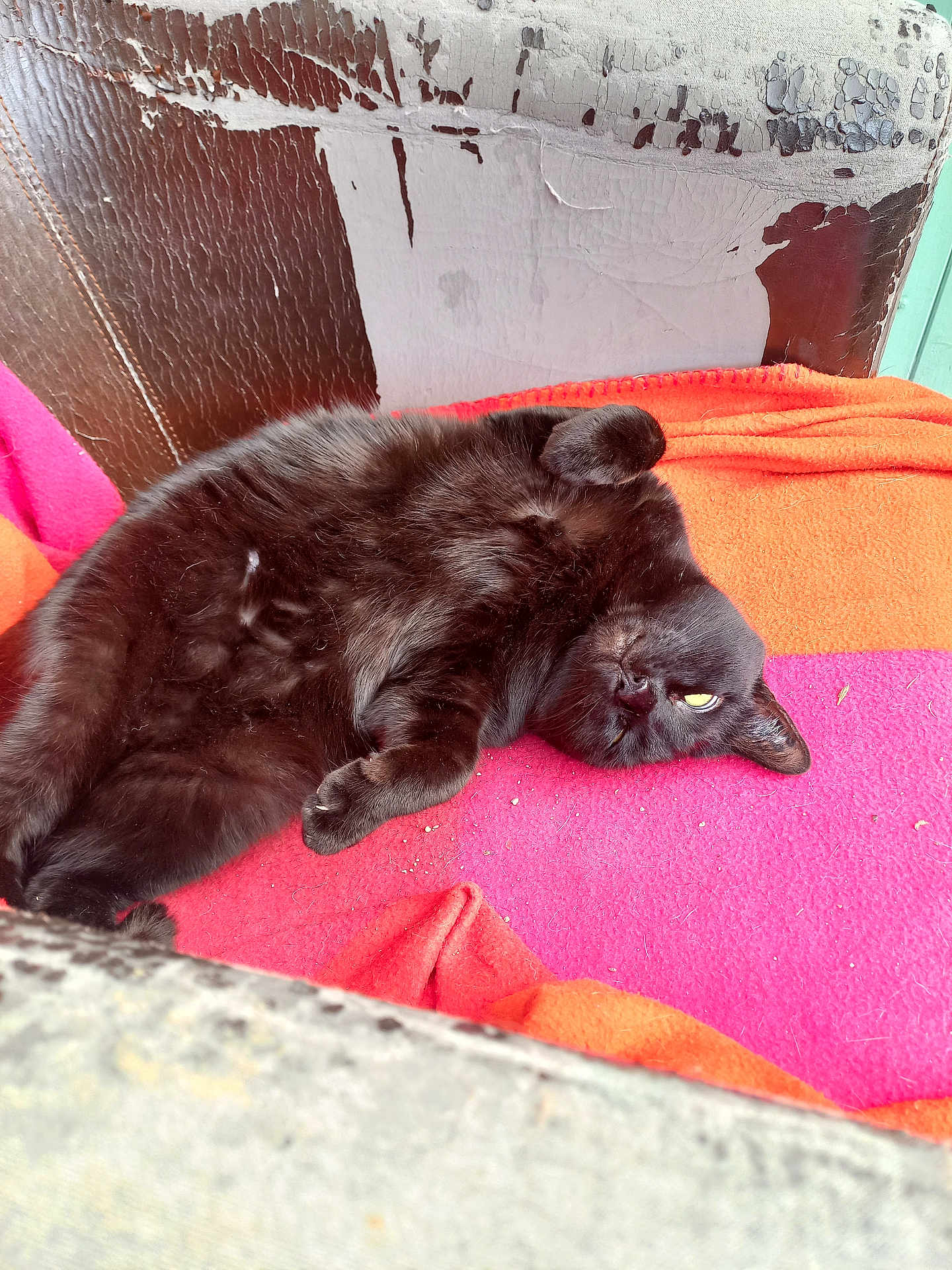 Minette a rejoint le concours — aidez-le/la à gagner de superbes lots ! black_cat, cat, pet, feline, animal, relaxing, resting, blanket, pink_blanket, orange_blanket, chair, worn_leather, cracked_surface, indoor, cozy, fur, paw, face, eyes, lounging