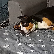 Princesse a rejoint le concours — aidez-le/la à gagner de superbes lots ! dog, couch, blanket, star_pattern, indoor, pet, animal, lying_down, brown_black_white_fur, collar, furniture, home, relaxed, ears, face, fur, resting, domestic, comfort, curious