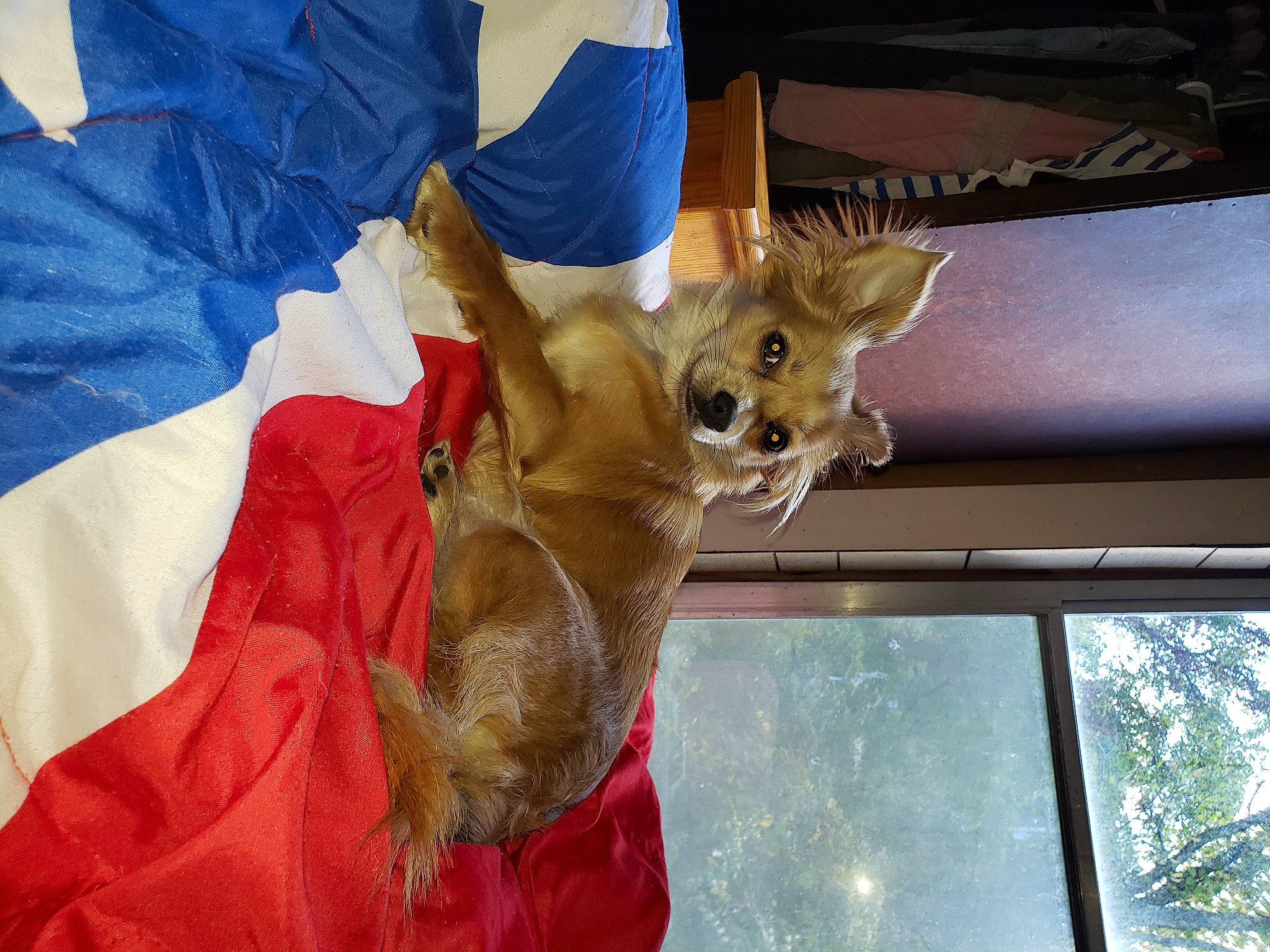 Penny joined the competition — help win amazing prizes! canidae, carnivore, companion_dog, daylighting, dog, dog_breed, dog_supply, fawn, non_sporting_group, small_terrier, snout, sporting_group, toy_dog, transparent_material, working_animal