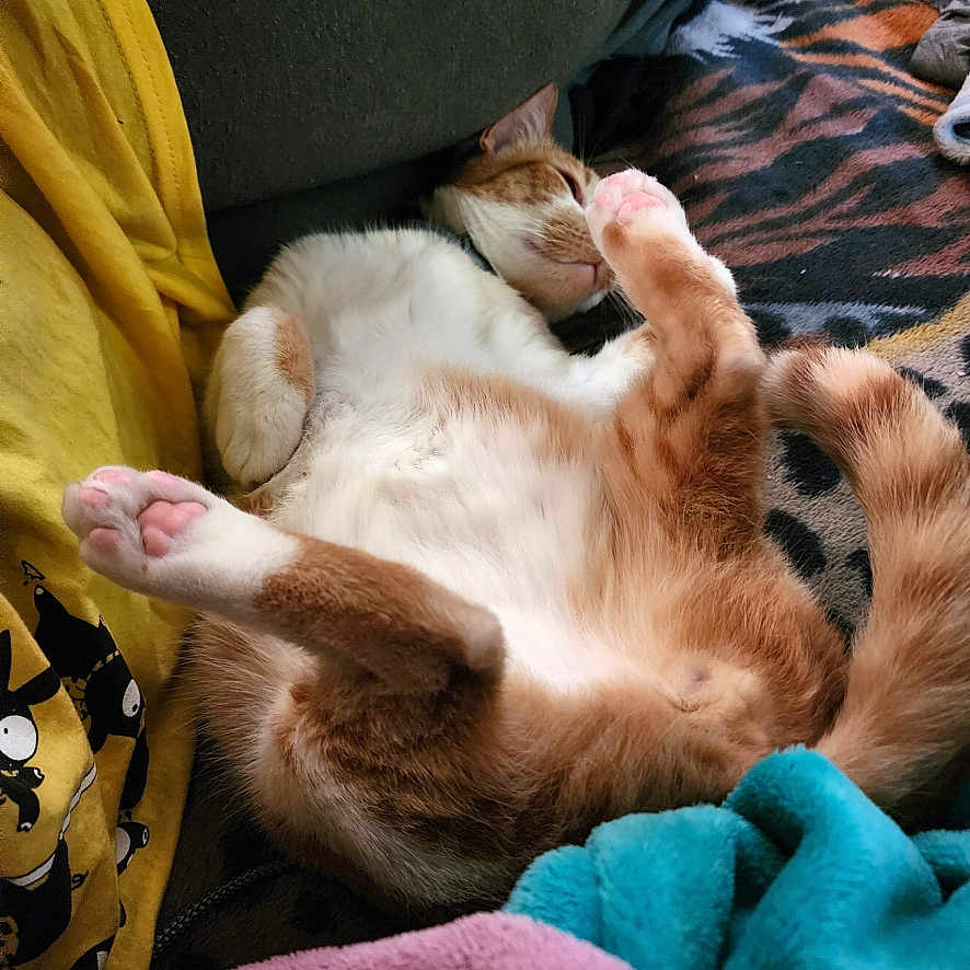 Dj Nighttime Dan joined the competition — help win amazing prizes! belly_up, blanket, cat, close_up, couch, cozy, fur, human_leg, indoor, nap, orange_tabby, patterned_blanket, paw, pink_paws, relaxed, sleeping, soft_blanket, tail, whiskers, yellow_tshirt