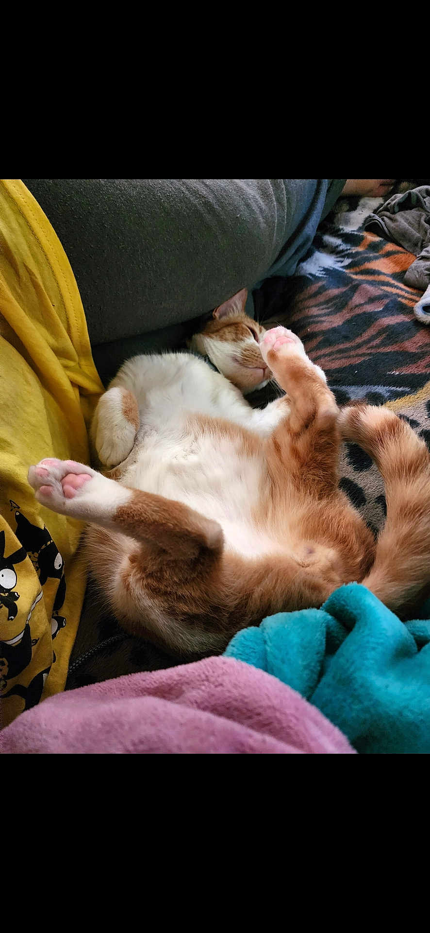 Dj Nighttime Dan joined the competition — help win amazing prizes! cat, sleeping, orange_tabby, belly_up, pink_paws, blanket, patterned_blanket, yellow_tshirt, human_leg, couch, fur, paw, relaxed, nap, indoor, cozy, soft_blanket, tail, whiskers, close_up