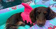 Barbie a rejoint le concours — aidez-le/la à gagner de superbes lots ! dog, dachshund, long_haired_dog, pet, sleeping, resting, life_jacket, pink_clothing, pool, swimming_pool, inflatable_float, pool_float, tropical, hibiscus, outdoor, summer, water, relaxation, house, poolside