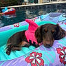 dog, dachshund, long_haired_dog, pet, sleeping, resting, life_jacket, pink_clothing, pool, swimming_pool, inflatable_float, pool_float, tropical, hibiscus, outdoor, summer, water, relaxation, house, poolside