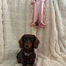 Barbie participe au concours pour gagner de l'argent avec cette photo : dog, puppy, dachshund, brown_dog, long_ears, sitting, portrait, birthday, balloon, number_one, rose_gold, blanket, furry_blanket, indoor, pet, collar, cute, looking_at_camera, celebration, red_wrapping_paper