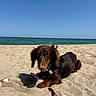 dog, dachshund, pet, beach, sand, ocean, seaside, blue_sky, outdoors, sunlight, lying_down, brown_fur, long_hair, floppy_ears, leash, harness, pink_leash, animal_portrait, vacation, shoreline