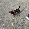 Barbie a rejoint le concours — aidez-le/la à gagner de superbes lots ! dog, dachshund, puppy, pet, outdoor, pavement, street, leash, harness, walking, brown_dog, black_dog, long_body, short_legs, tail, tongue, sneaker, sunlight, shadow, pet_walk