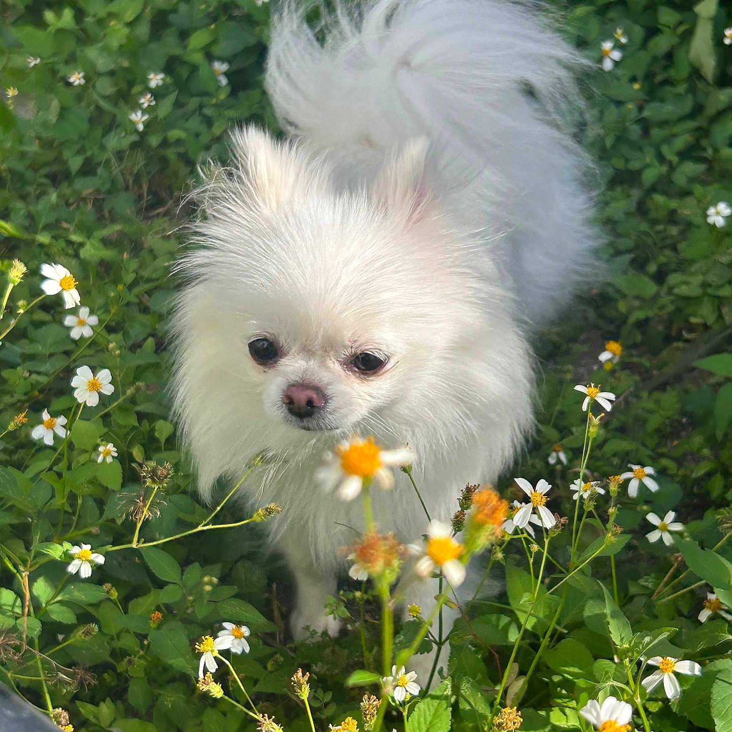 Chanel Dior joined the competition — help win amazing prizes! animal, canine, curious, cute, daytime, dog, flowers, fluffy, garden, grass, greenery, leafy, nature, outdoor, pet, plants, small_dog, sunlight, walking, white_dog