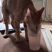 Sirius a rejoint le concours — aidez-le/la à gagner de superbes lots ! animal, brown_fur, candid_photo, carpet, cat, door, drinking, funny, home, indoor, living_room, pet, plastic_cup, pointed_ears, standing, striped_fur, tabby_cat, vertical_photo, whiskers, window