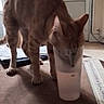animal, brown_fur, candid_photo, carpet, cat, door, drinking, funny, home, indoor, living_room, pet, plastic_cup, pointed_ears, standing, striped_fur, tabby_cat, vertical_photo, whiskers, window