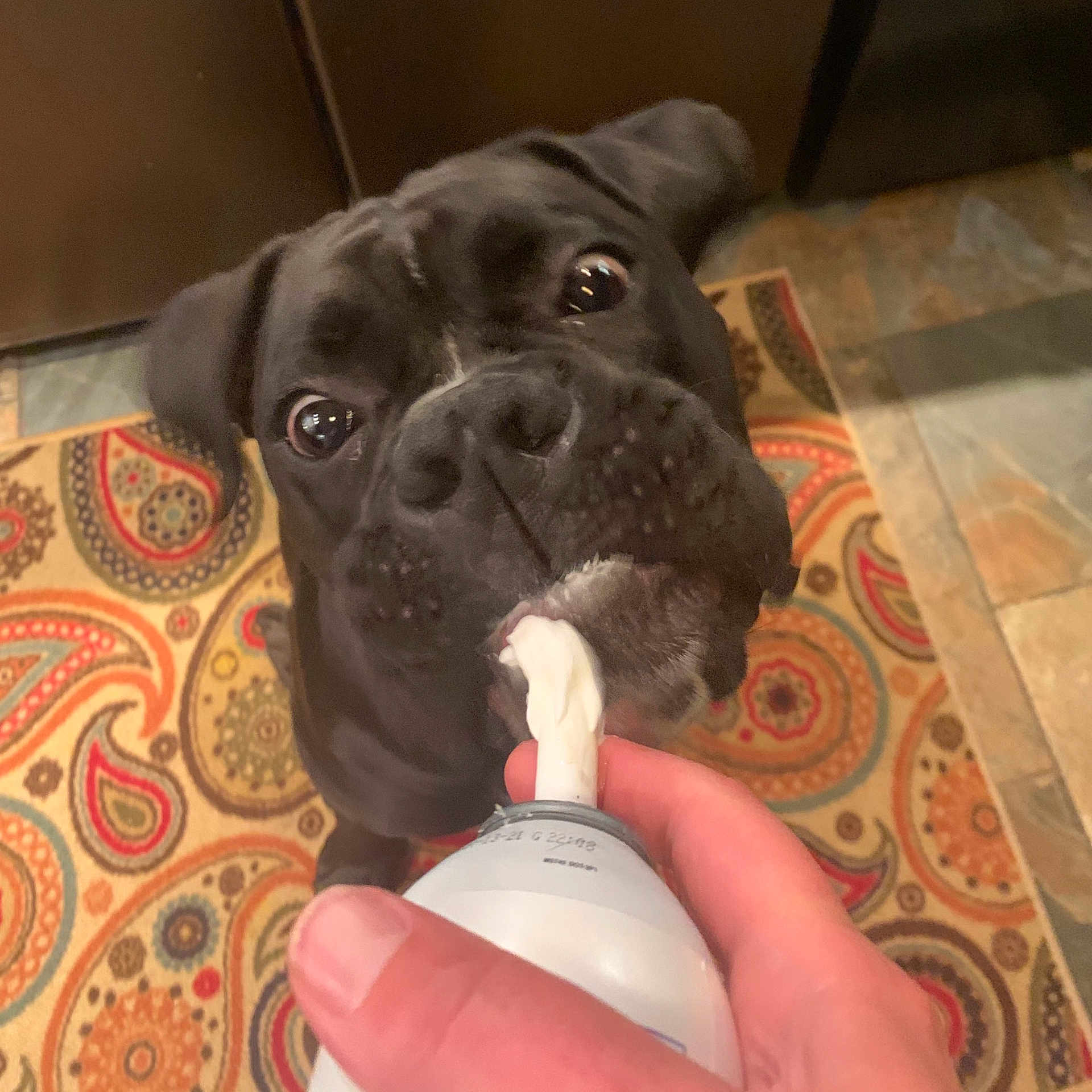 Leo is registered to the contest to win money with this photo: boxer, canidae, carnivore, companion_dog, dog, dog_breed, dog_collar, ear, fawn, non_sporting_group, puppy, skin, snout, sporting_group, whiskers