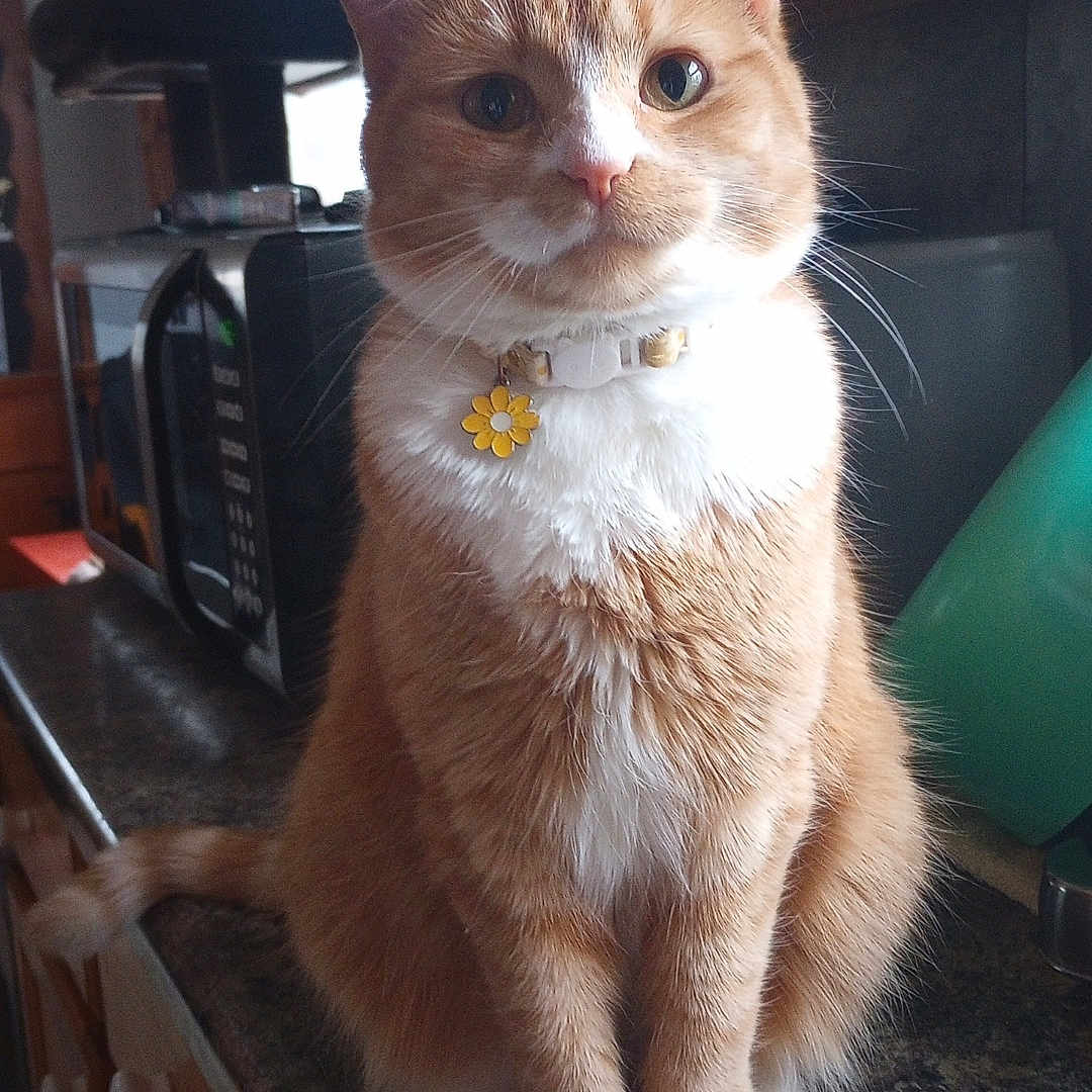 Daisy joined the competition — help win amazing prizes! cat, orange_cat, white_chest, white_paws, pet, animal, collar, flower_tag, sitting, portrait, indoors, kitchen, countertop, cabinet, window, appliance, furniture, whiskers, tabby, cute