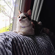 Cali is registered to the contest to win money with this photo: animal, calico, cat, collar, cozy, curtains, feline, fur, home, indoor, looking_outside, natural_light, pet, quilt, relaxing, resting, soft_light, striped, white, window