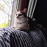 animal, calico, cat, collar, cozy, curtains, feline, fur, home, indoor, looking_outside, natural_light, pet, quilt, relaxing, resting, soft_light, striped, white, window