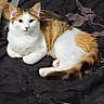 Cali is registered to the contest to win money with this photo: cat, calico, fluffy, pet, animal, feline, lying_down, resting, indoor, blanket, bed, curious, ears, tail, whiskers, fur, cute, looking_at_camera, domestic_animal, cozy