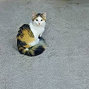 Cali is registered to the contest to win money with this photo: cat, calico, pet, animal, fur, indoor, carpet, curled_up, looking, ears, tail, cute, feline, domestic, resting, cat_tunnel, room, floor, cozy, curious