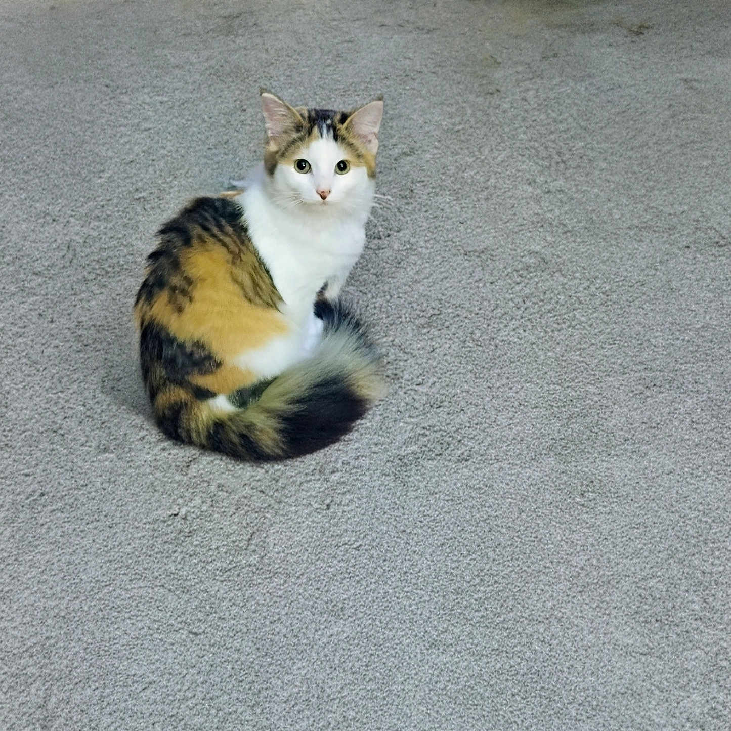 Cali is registered to the contest to win money with this photo: cat, calico, pet, animal, fur, indoor, carpet, curled_up, looking, ears, tail, cute, feline, domestic, resting, cat_tunnel, room, floor, cozy, curious