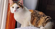 Cali is registered to the contest to win money with this photo: animal, calico, cat, cozy, curious, ears, face, feline, fur, home, indoor, light, paws, pet, quilt, resting, shadow, striped, whiskers, window