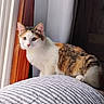 Cali is registered to the contest to win money with this photo: animal, calico, cat, cozy, curious, ears, face, feline, fur, home, indoor, light, paws, pet, quilt, resting, shadow, striped, whiskers, window