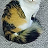 Cali is registered to the contest to win money with this photo: cat, calico, animal, pet, feline, fur, carpet, indoor, sitting, curled_tail, looking, ears, whiskers, cute, domestic, mammal, soft, closeup, portrait, calm