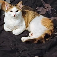 Cali is registered to the contest to win money with this photo: cat, calico, fluffy, pet, animal, indoor, bed, resting, fur, whiskers, ears, tail, cute, domestic_cat, mammal, relaxed, looking_at_camera, sleepy, paw, lying_down