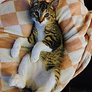 Maryjane is registered to the contest to win money with this photo: kitten, cat, tabby, white_paws, white_belly, blanket, checkered_pattern, soft_texture, cute, pet, animal, feline, resting, indoor, cozy, young_cat, fur, whiskers, ears, curious