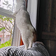 Betty joined the competition — help win amazing prizes! cat, white_cat, indoor, window, rain, bedspread, striped, curious, standing, feline, pets, home, cozy, daylight, greenery, tree, building, curtains, wooden_wall, animal