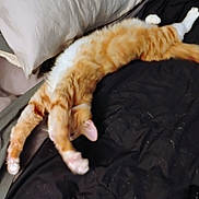 Heathcliff is registered to the contest to win money with this photo: animal, bed, blanket, cat, comfort, cozy, cute, domestic_cat, feline, fur, indoor, orange_cat, pet, pillow, relaxed, resting, sleepy, stretching, tabby, whiskers