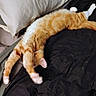 animal, bed, blanket, cat, comfort, cozy, cute, domestic_cat, feline, fur, indoor, orange_cat, pet, pillow, relaxed, resting, sleepy, stretching, tabby, whiskers