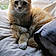 Heathcliff