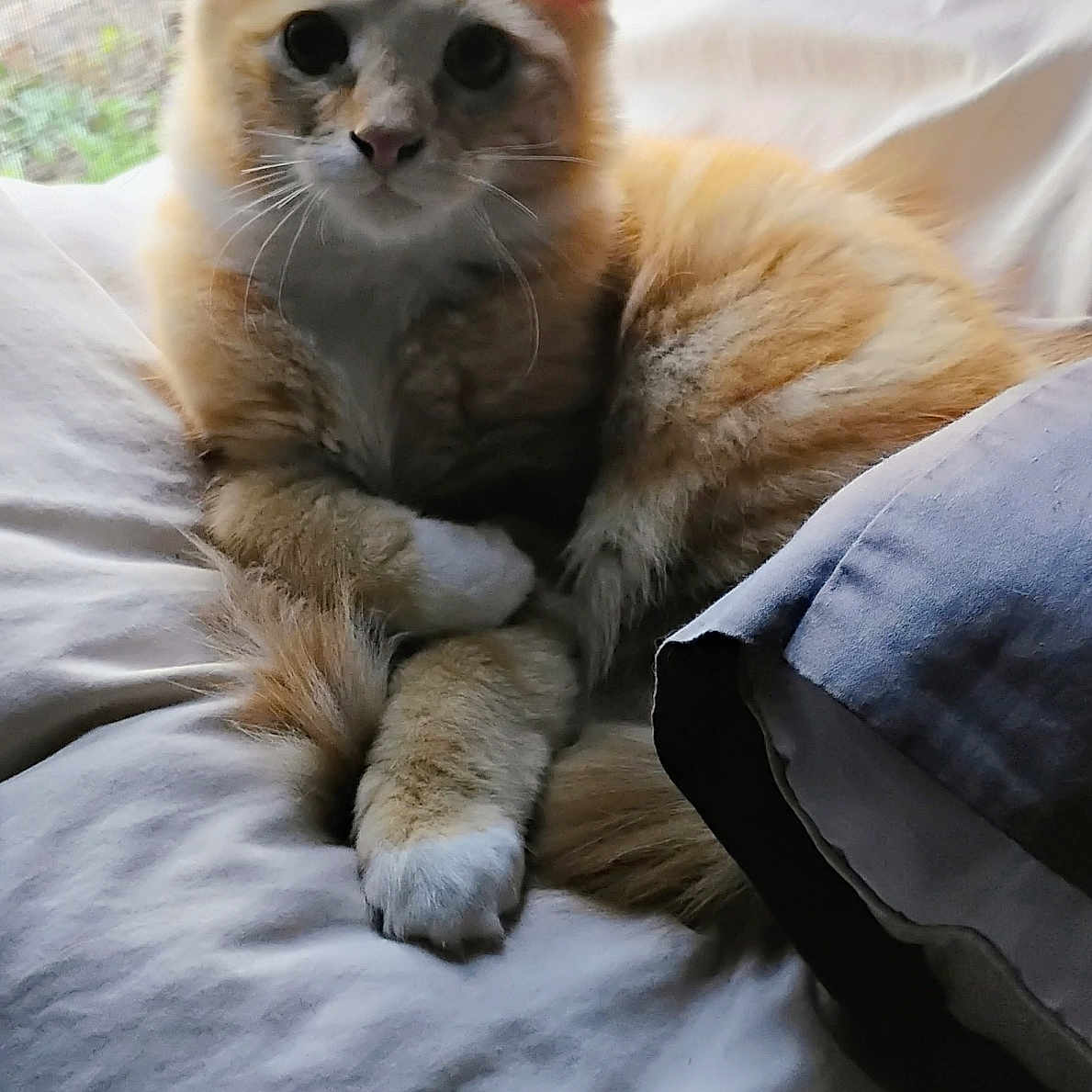 Heathcliff