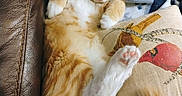 Heathcliff is registered to the contest to win money with this photo: animal, bird_pattern, blanket, cat, cozy, curled_paws, cute, domestic, feline, fluffy, fur, indoor, leather_couch, orange_cat, pet, pillow, relaxed, resting, sleeping, white_paws