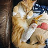 animal, bird_pattern, blanket, cat, cozy, curled_paws, cute, domestic, feline, fluffy, fur, indoor, leather_couch, orange_cat, pet, pillow, relaxed, resting, sleeping, white_paws