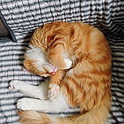 Heathcliff joined the competition — help win amazing prizes! cat, orange_cat, white_cat, sleeping, curled_up, fluffy, pet, indoor, quilt, striped, cozy, resting, cute, feline, animal, paws, tail, bed, relaxed, fur