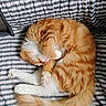 cat, orange_cat, white_cat, sleeping, curled_up, fluffy, pet, indoor, quilt, striped, cozy, resting, cute, feline, animal, paws, tail, bed, relaxed, fur