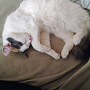 Betty is registered to the contest to win money with this photo: cat, sleeping, fluffy, white, gray, brown, pet, animal, cozy, blanket, resting, cute, fur, whiskers, indoor, relaxed, paws, tail, soft, peaceful