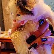 New Baby joined the competition — help win amazing prizes! animal, black_nails, cat, closeup, cozy, cute, domestic_cat, feline, fur, furry, hand, holding, indoor, kitten, mouth_open, nails, pet, small, whiskers, young