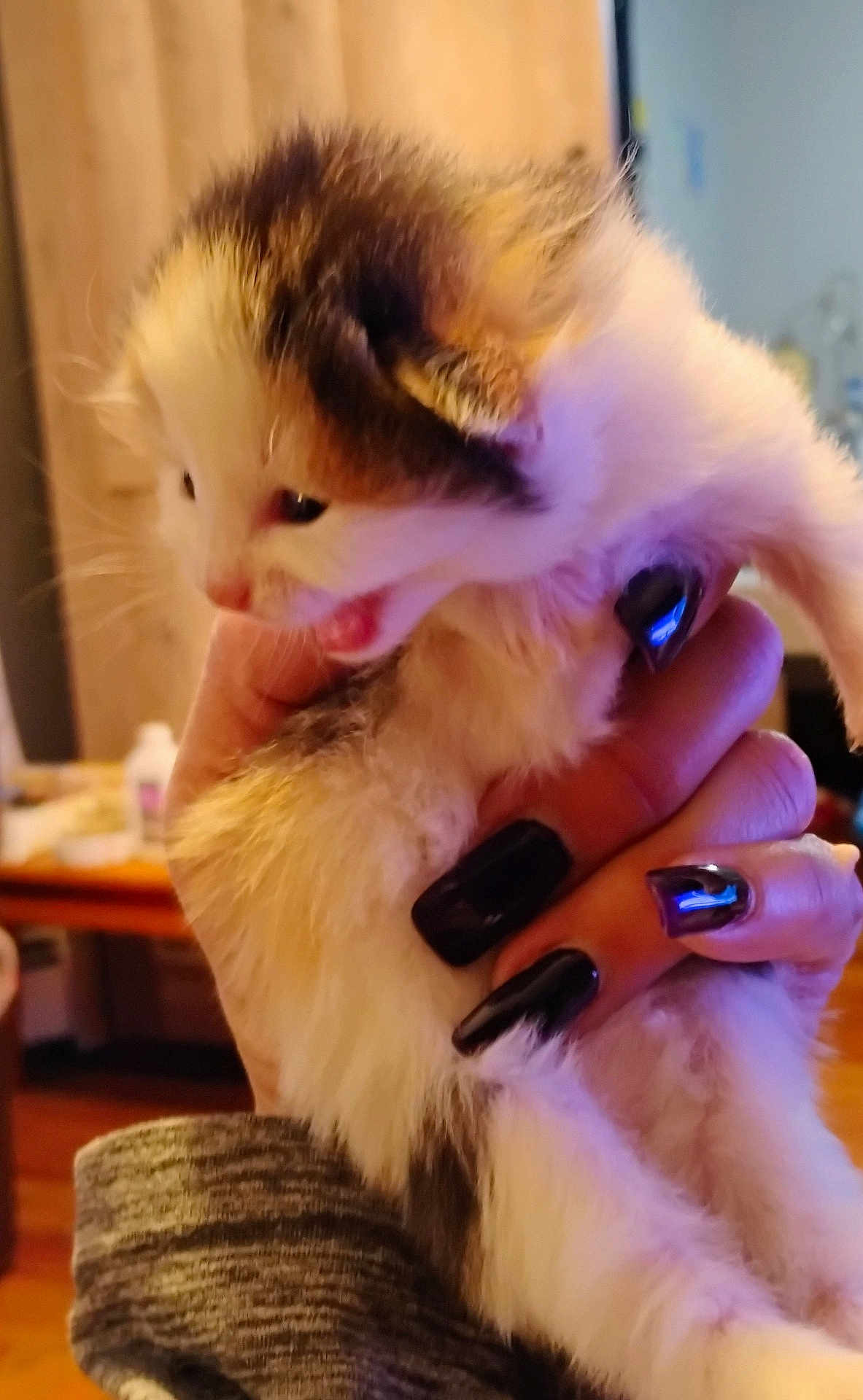 New Baby joined the competition — help win amazing prizes! animal, black_nails, cat, closeup, cozy, cute, domestic_cat, feline, fur, furry, hand, holding, indoor, kitten, mouth_open, nails, pet, small, whiskers, young