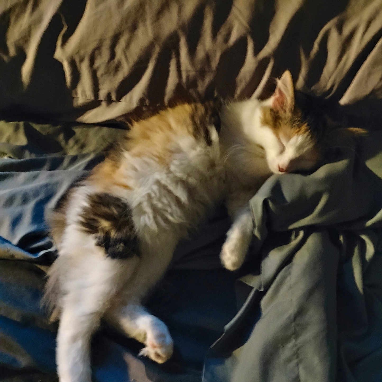 New Baby is registered to the contest to win money with this photo: animal, bed, blanket, calm, cat, comfort, cozy, cute, domestic, feline, fur, indoor, mammal, pet, quiet, relaxation, resting, sleeping, soft, warm