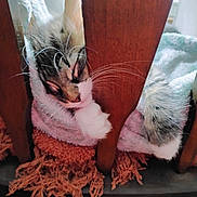 Marshmallow is registered to the contest to win money with this photo: animal, blanket, cat, chair_leg, comfort, cozy, cute, feline, fur, home, indoor, napping, paw, pet, relaxed, resting, sleeping, soft_texture, whiskers, wooden_chair