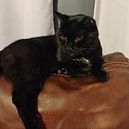 Anthony is registered to the contest to win money with this photo: black_cat, cat, pet, animal, feline, indoor, leather, couch, relaxed, resting, fur, whiskers, yellow_eyes, domestic_cat, mammal, cute, cozy, home, curtain, quiet