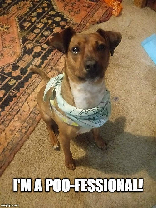 Muffin joined the competition — help win amazing prizes! canidae, carnivore, companion_dog, dog, dog_breed, fawn, mammal, photo_caption, potcake_dog, puppy, rare_breed_dog, snout, street_dog, vertebrate