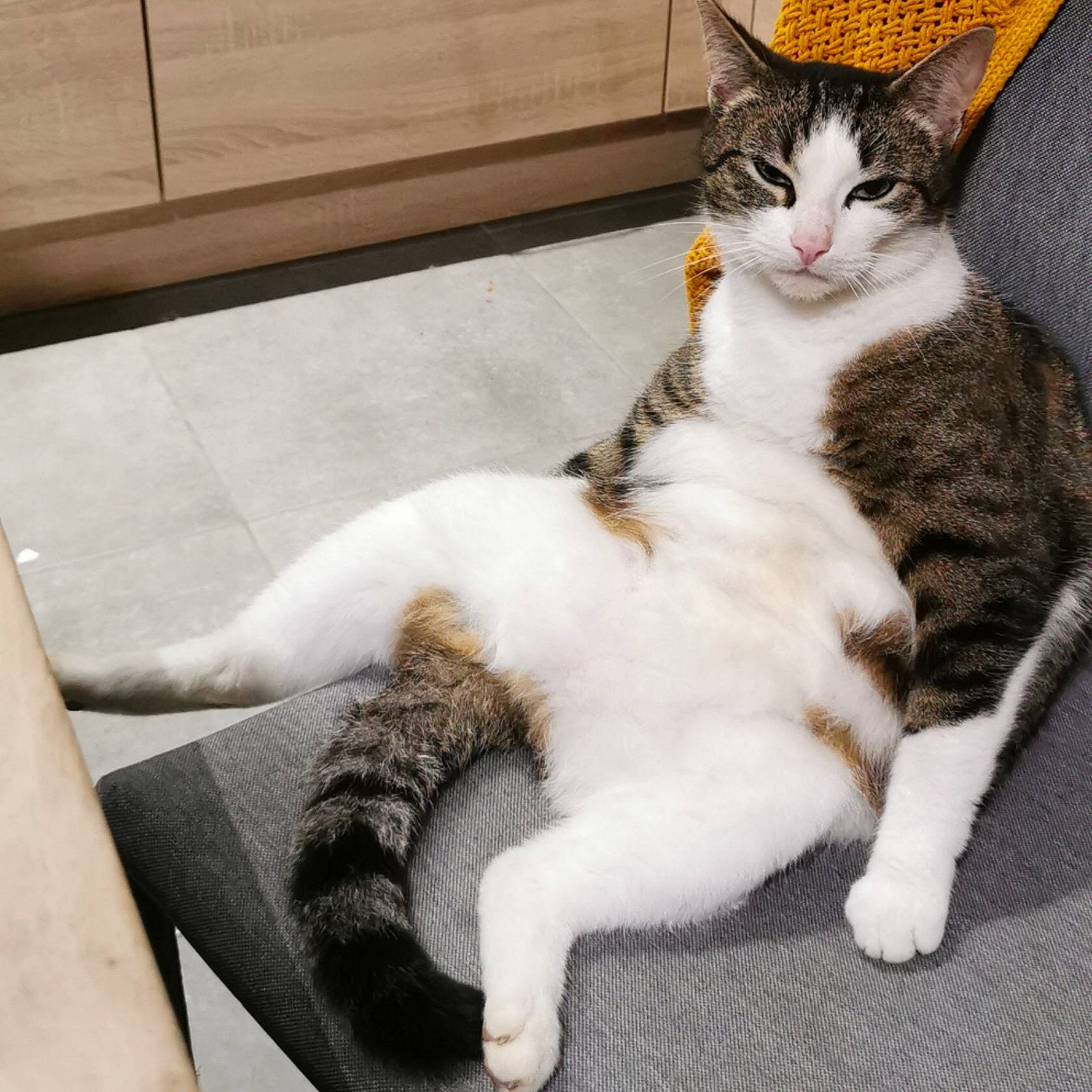 Mika a rejoint le concours — aidez-le/la à gagner de superbes lots ! carnivore, cat, claw, comfort, domestic_short_haired_cat, felidae, foot, fur, paw, sitting, small_to_medium_sized_cats, snout, tail, whiskers