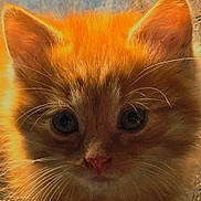 Lucy is registered to the contest to win money with this photo: cat, kitten, close_up, orange_fur, whiskers, ears, eyes, pet, animal, feline, cute, portrait, indoors, soft_light, warm_tones, fur, small_animal, curious, young, face