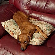 Drake is registered to the contest to win money with this photo: dog, brown_dog, couch, leather_couch, pillow, floral_pillow, indoor, pet, relaxed, lying_down, canine, furniture, home, domestic_animal, resting, looking_up, cute, companion, animal, cozy