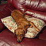 dog, brown_dog, couch, leather_couch, pillow, floral_pillow, indoor, pet, relaxed, lying_down, canine, furniture, home, domestic_animal, resting, looking_up, cute, companion, animal, cozy