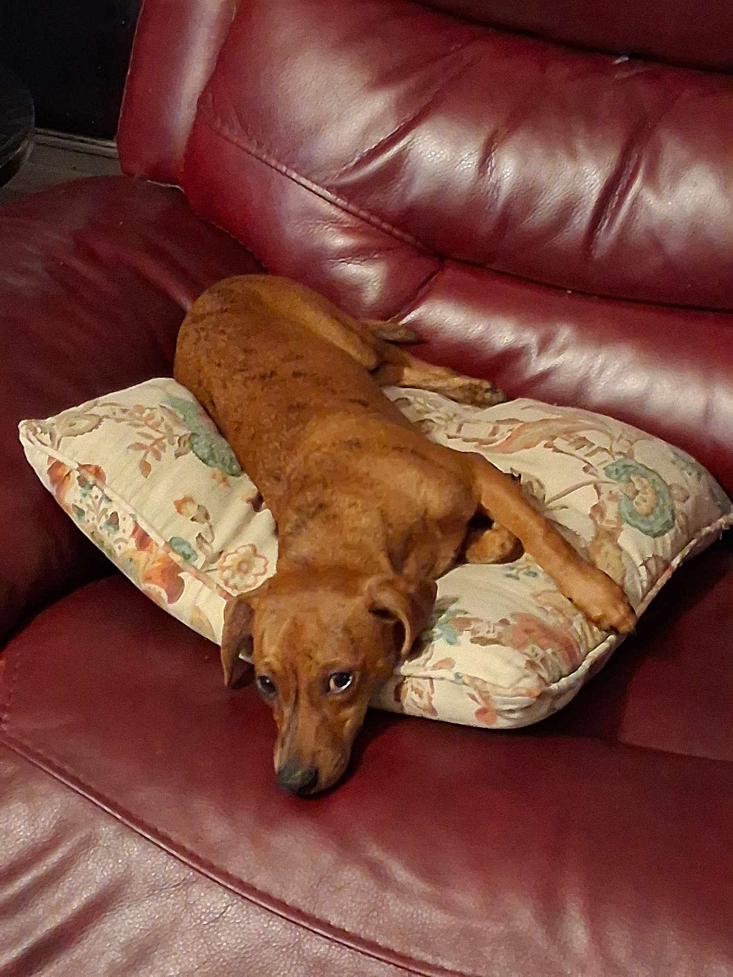 Drake is registered to the contest to win money with this photo: dog, brown_dog, couch, leather_couch, pillow, floral_pillow, indoor, pet, relaxed, lying_down, canine, furniture, home, domestic_animal, resting, looking_up, cute, companion, animal, cozy