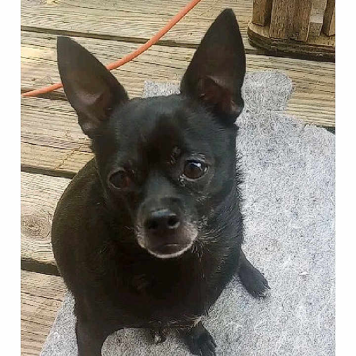 Chewbacca joined the competition — help win amazing prizes! accessories, animal, ankle, barefoot, bodypart, bulldog, canine, chihuahua, dog, frenchbulldog, indoors, person, pet, puppy, strap, text, toe, water, waterfront, wood